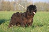 BRIARD 309